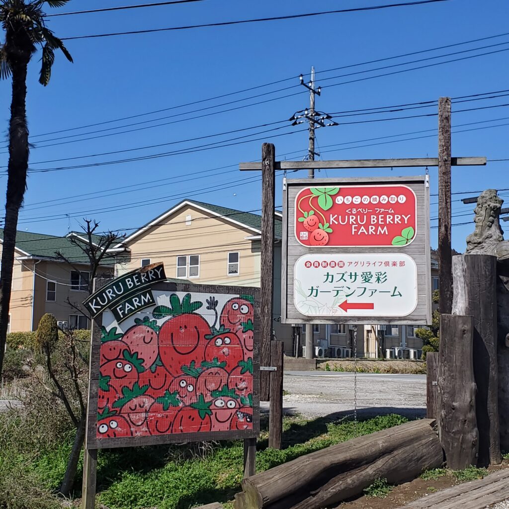 カズサの郷 くるベリーファーム＆愛彩畑（千葉県君津市） – La Saveur – 品川区の料理教室ラ・サヴール –